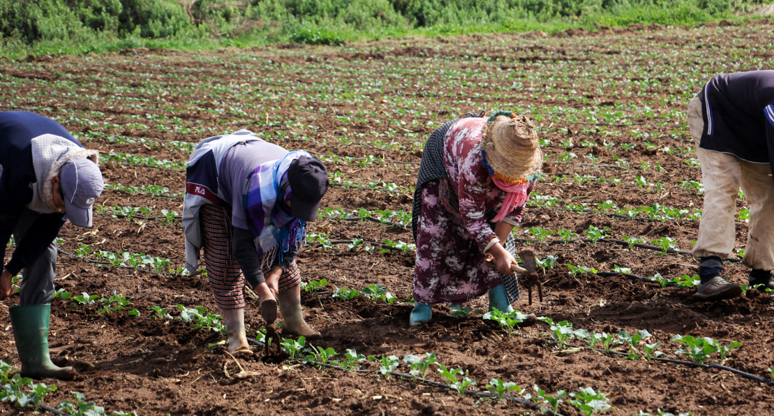 Développement agricole: pourquoi il faut une stratégie spécifique pour les petits exploitants